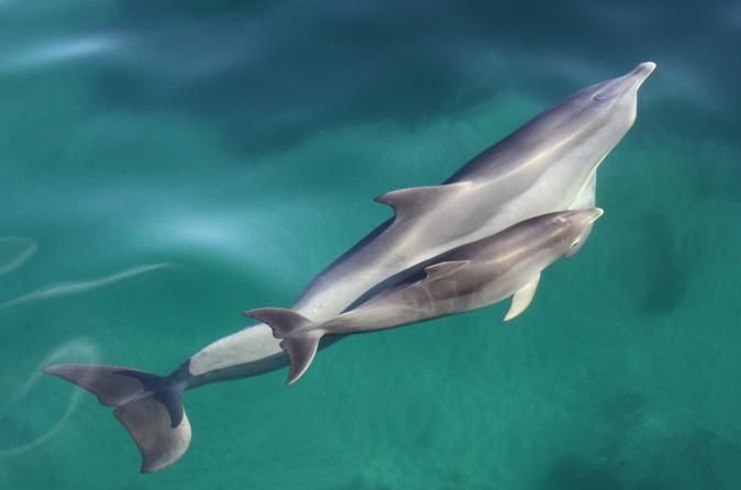 Premier Dolphin Watching Destinations in Australia