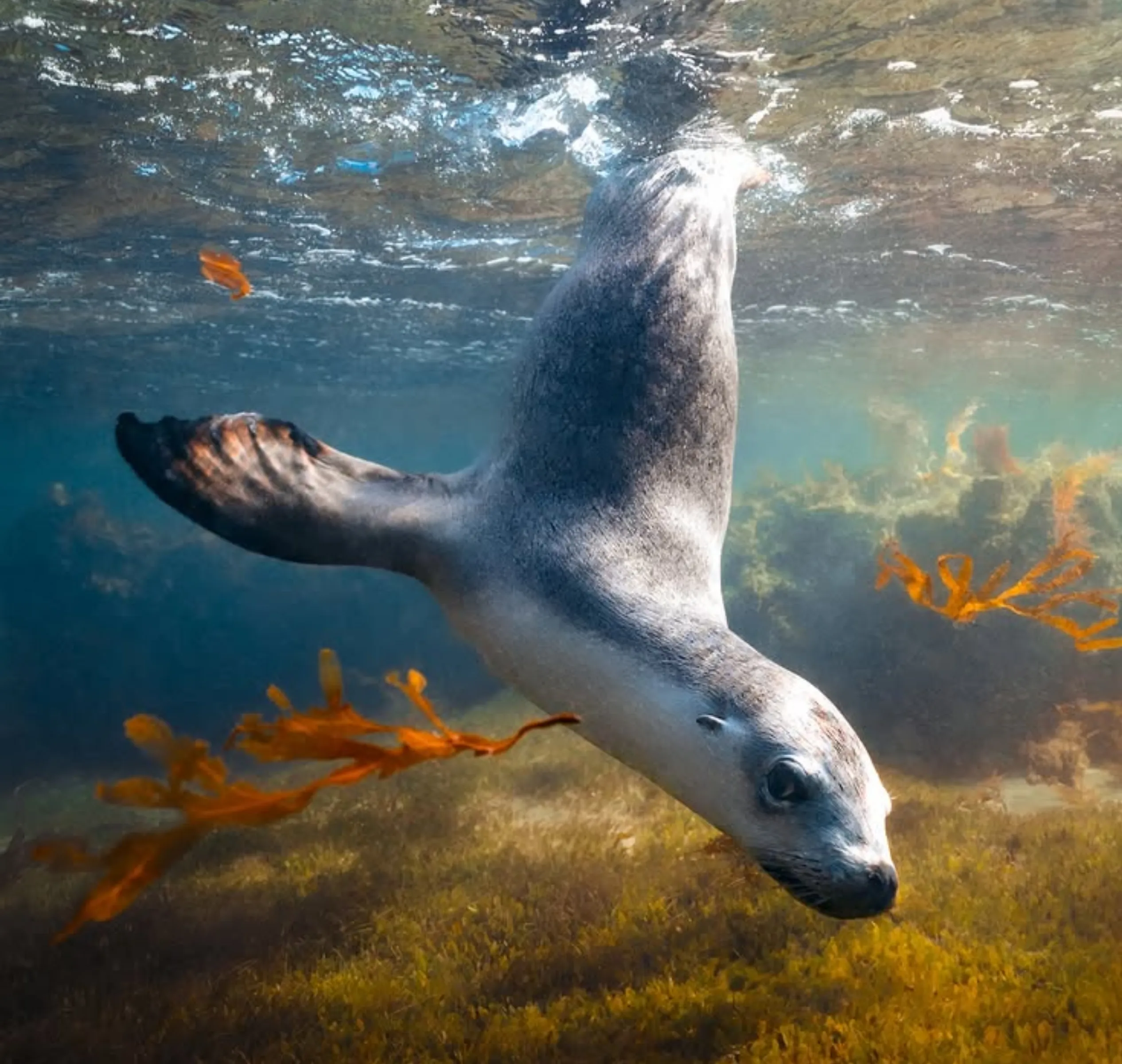 Australian sea lion experience WA