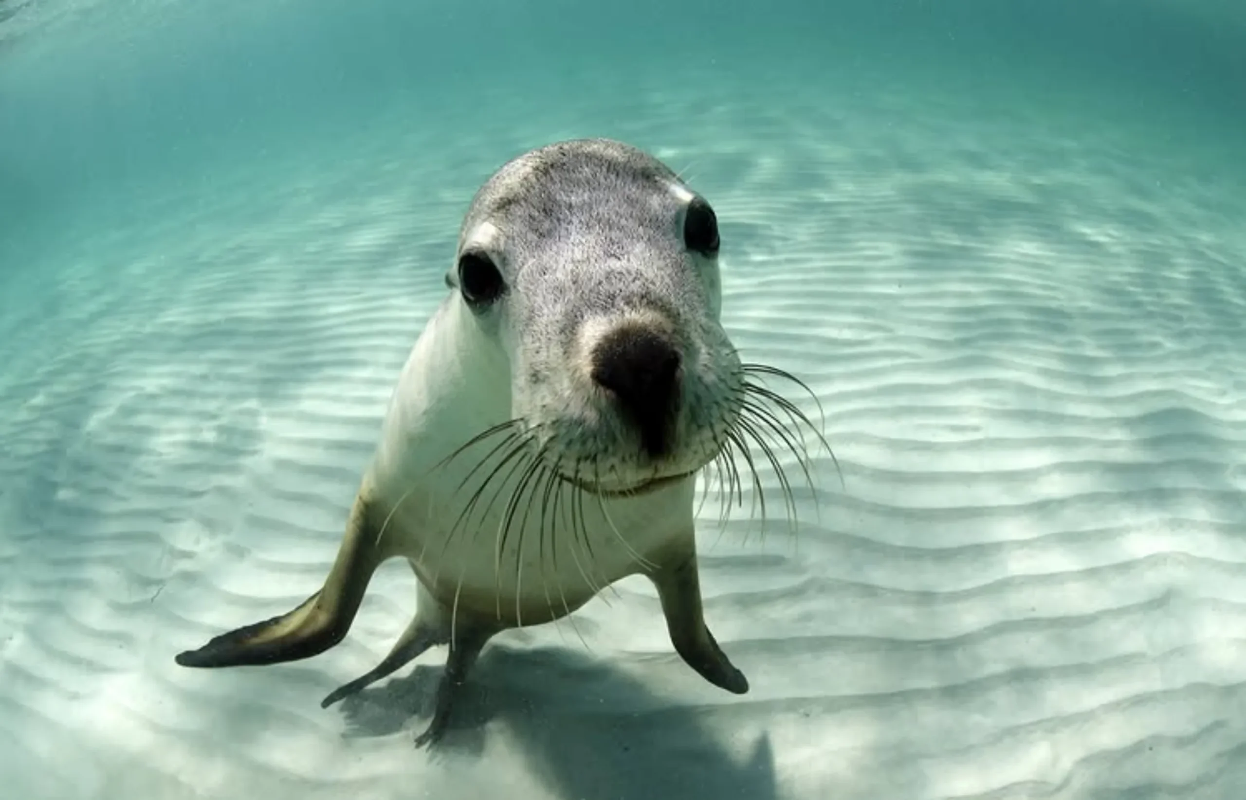 Jurien Bay sea lion tour