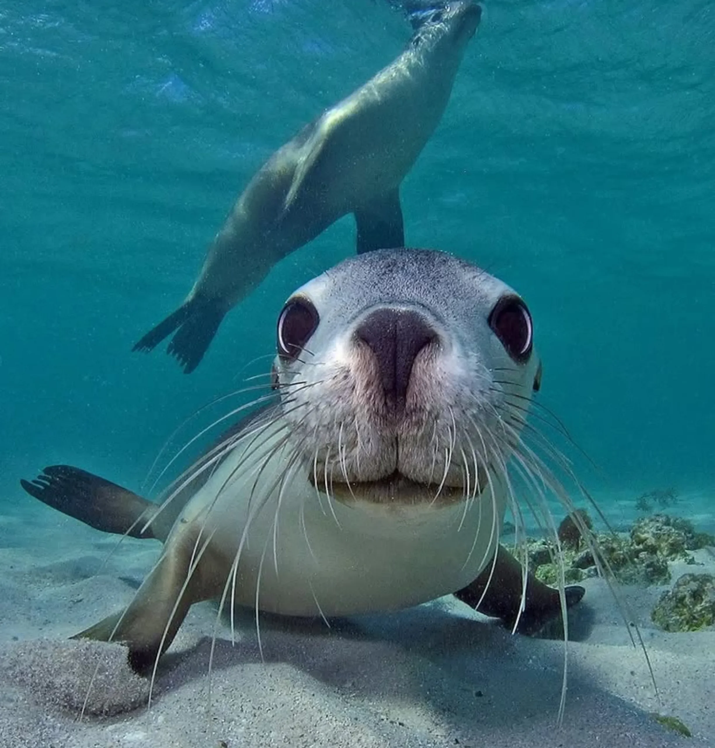 sea lion swimming Perth