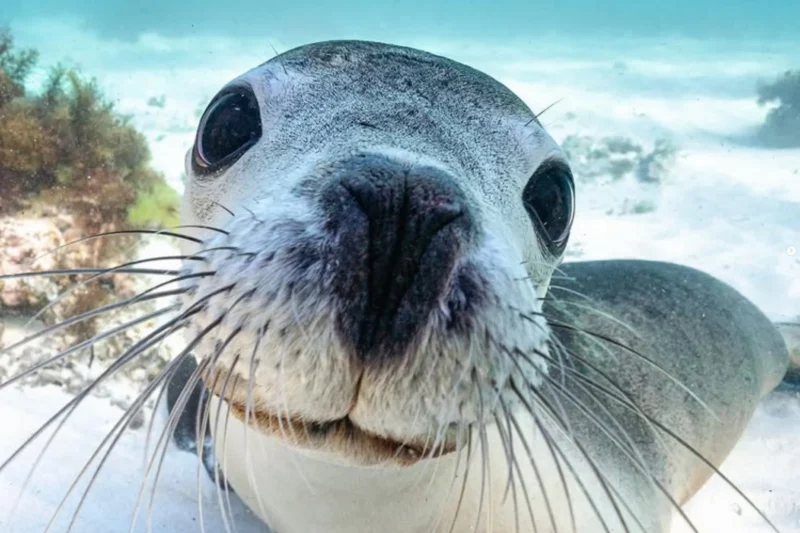 Swimming with Sea Lions in 2026: Shoalwater vs Jurien Bay Tours