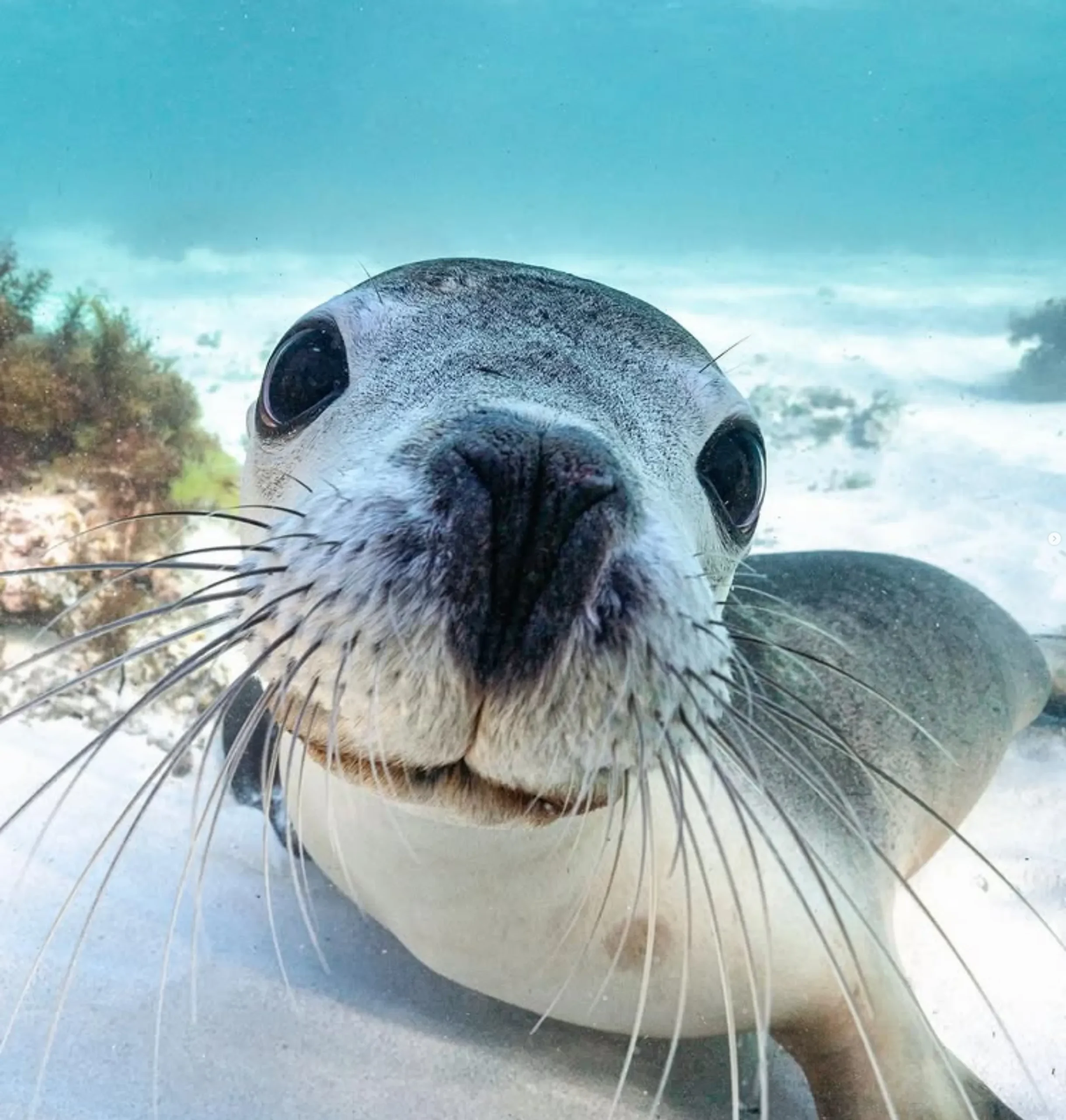 Shoalwater sea lion swim
