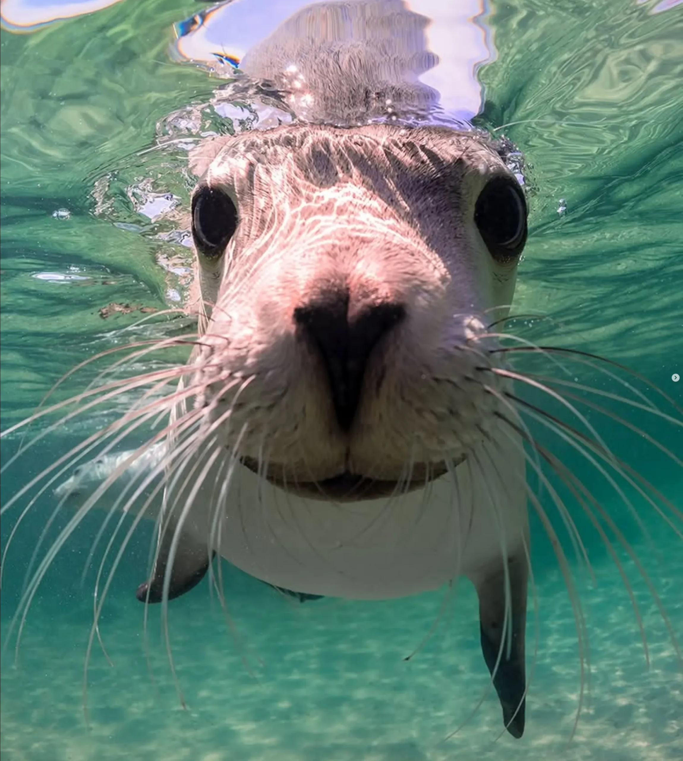 Shoalwater vs Jurien Bay sea lions