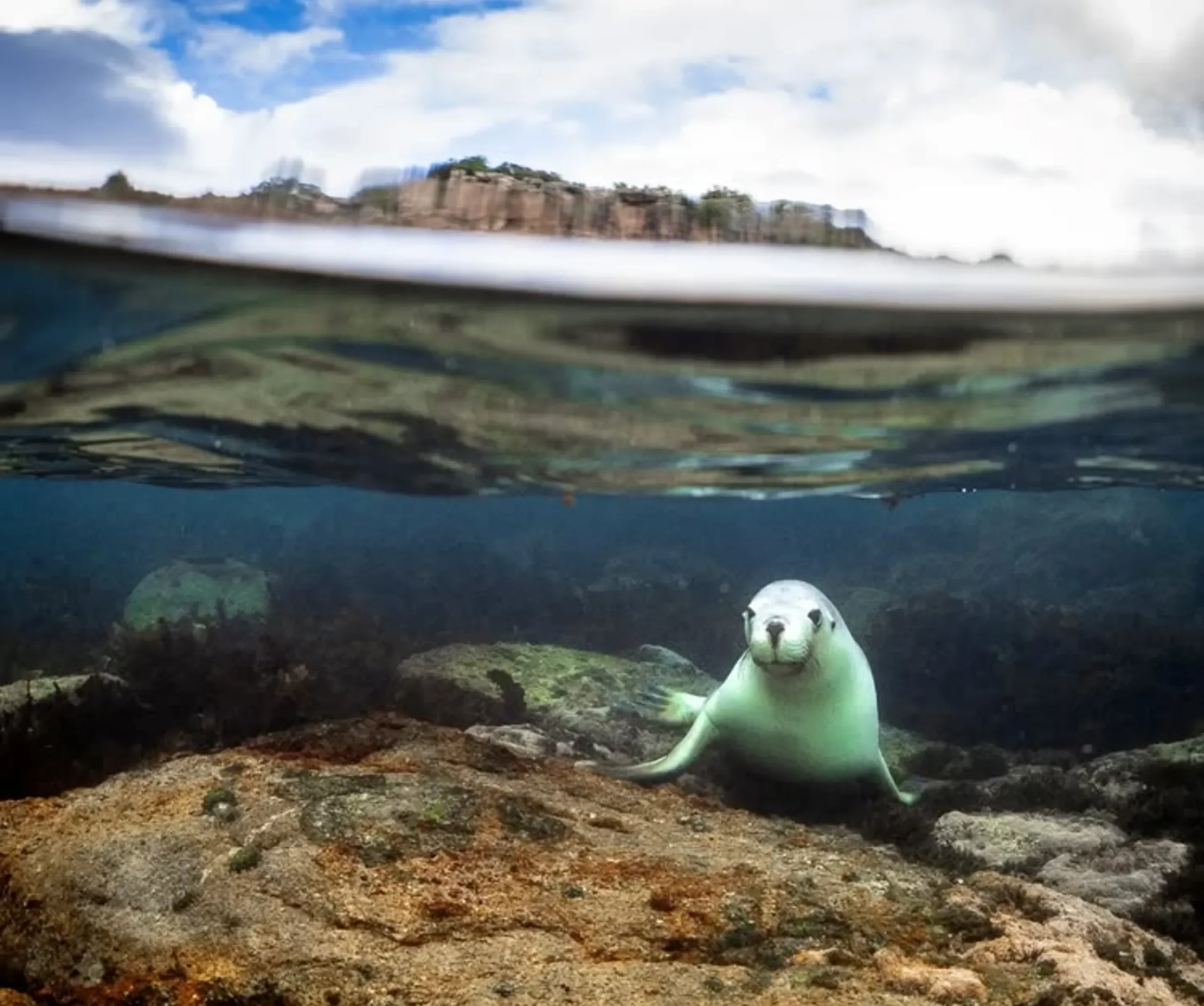 swimming with sea lions Western Australia